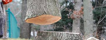 Best Fruit Tree Pruning  in Colusa, CA
