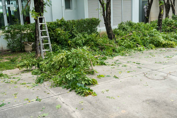 Best Utility Line Clearance  in Colusa, CA