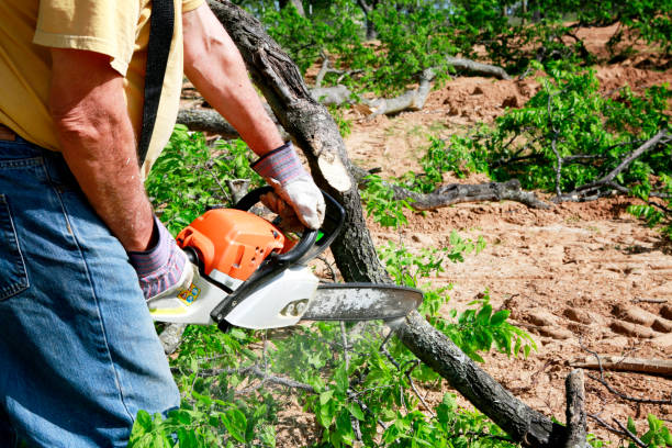 Best Tree Risk Assessment  in Colusa, CA